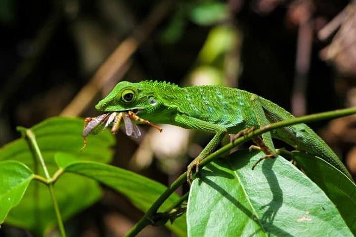 Sabah Highlights Adventure: 7-Day Kinabalu, Islands and Kinabatangan Wildlife photo 2