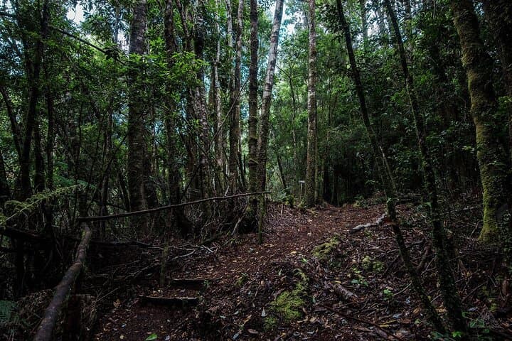 Darwin Route: Chiloe National Park and Chonchi Day Tour photo 4