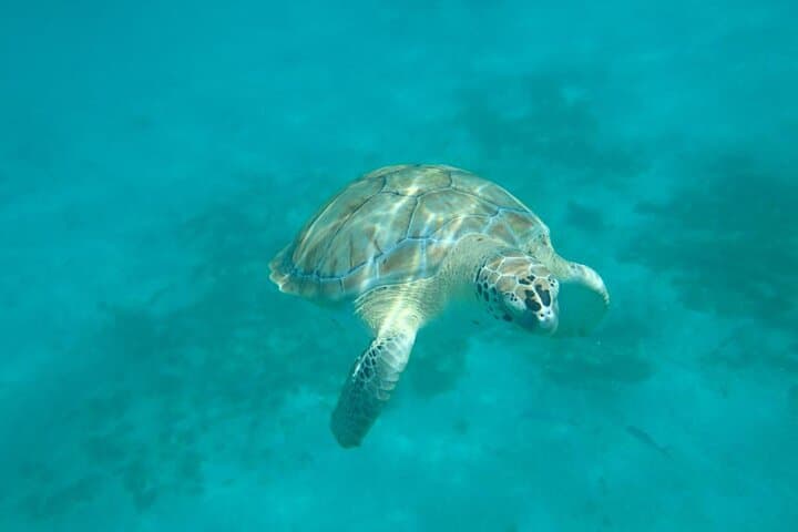 Barbados Small-Group Catamaran Snorkel Cruise with Open Bar photo 6