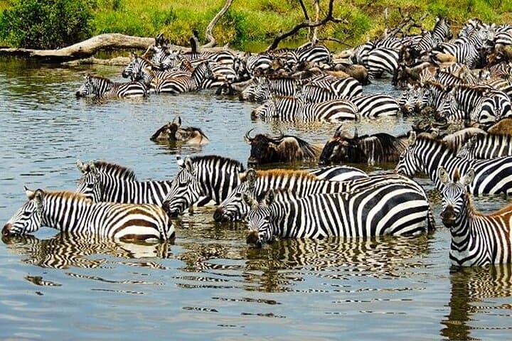 Masai Mara and Lake Nakuru 4-Day Safari: Maasai Village, Big Five & Birding