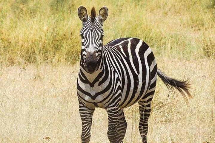 Masai Mara and Lake Nakuru 4-Day Safari: Maasai Village, Big Five & Birding photo 2