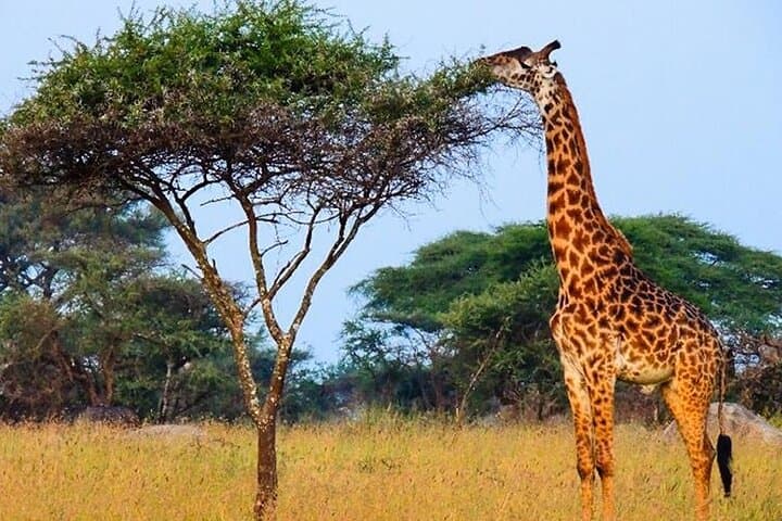 Masai Mara and Lake Nakuru 4-Day Safari: Maasai Village, Big Five & Birding photo 4