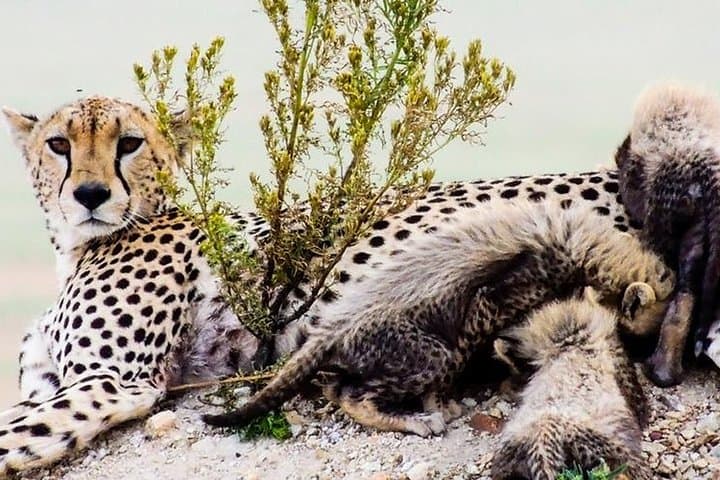 Masai Mara and Lake Nakuru 4-Day Safari: Maasai Village, Big Five & Birding photo 5