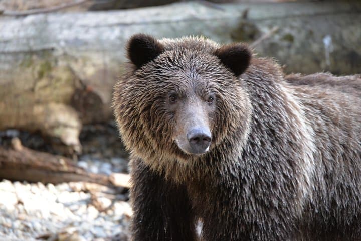 Great Bears of Bute: Grizzly Viewing & Indigenous Cultural Tour from Campbell River photo 2