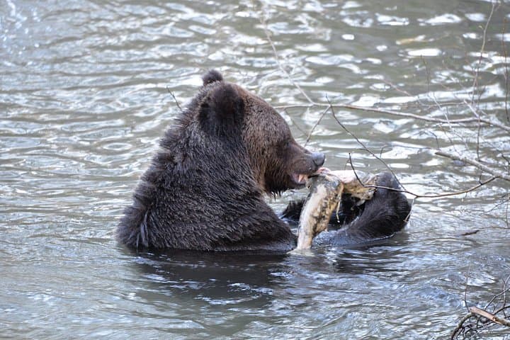 Great Bears of Bute: Grizzly Viewing & Indigenous Cultural Tour from Campbell River photo 4