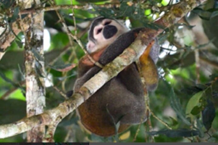 Amazon Eco-Lodge Explore: Itamandi Arajuno River Multi-Day Jungle Retreat photo 2