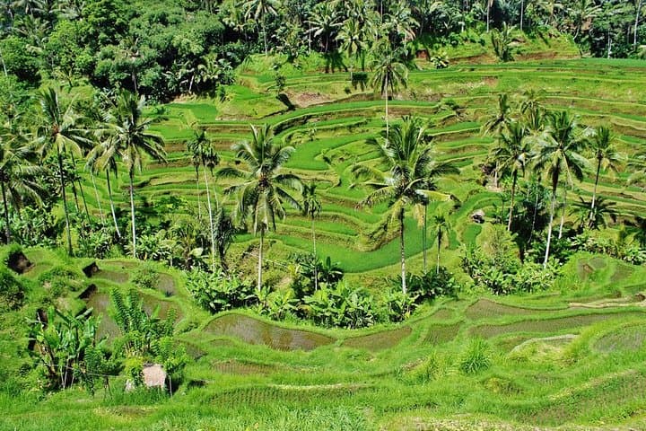 Bali Highlights: Waterfalls, Rice Terraces & Mount Batur Viewpoint photo 5