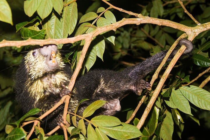 Monteverde Night Walk: Private Night Tour Through the Forest's Hidden Wildlife photo 4