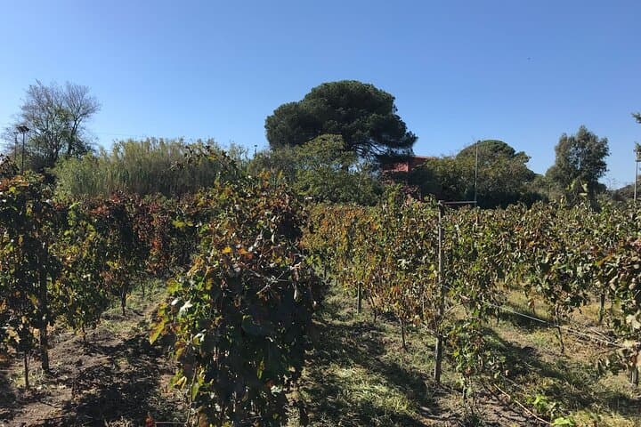 Pompeii Food and Wine Tour from Sorrento: Ruins, Vesuvius Views & Lacrima Christi Tasting photo 2