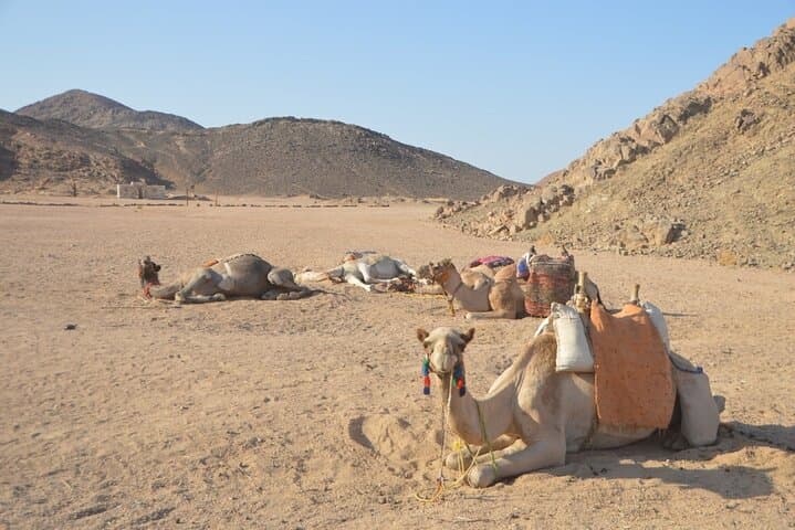 Hurghada Desert Quad Bike Safari, Camel Ride & Bedouin Sunset Dinner photo 4