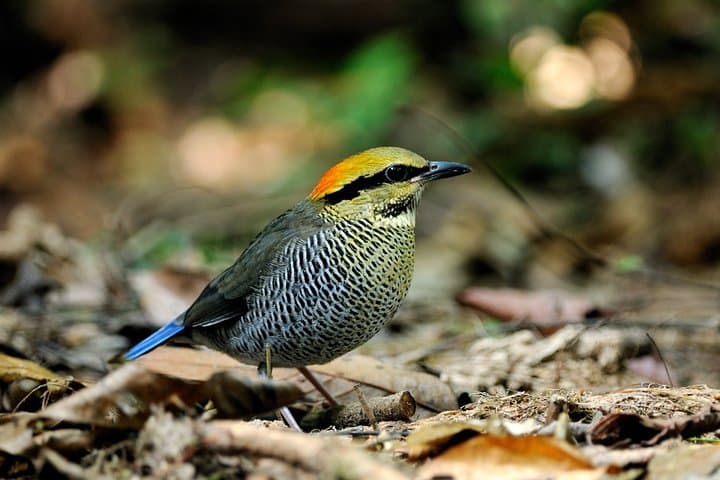 Dalat 2-Day Birdwatching Tour — Ta Nung, Tuyen Lam & Langbiang