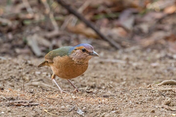 Dalat 2-Day Birdwatching Tour — Ta Nung, Tuyen Lam & Langbiang photo 2
