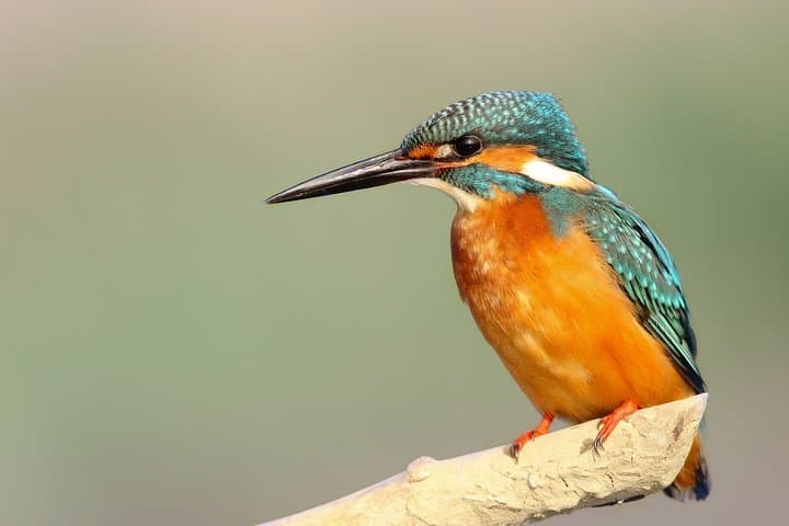Dalat 2-Day Birdwatching Tour — Ta Nung, Tuyen Lam & Langbiang photo 3