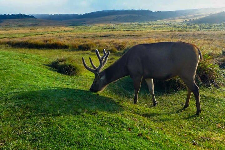 Hike Kirigalpoththa via Horton Plains: Full-Day Trek to Sri Lanka's Second Peak photo 2