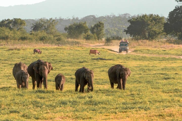 Minneriya National Park Safari from Kandy: Evening Elephant Jeep Tour & Wildlife Viewing photo 4