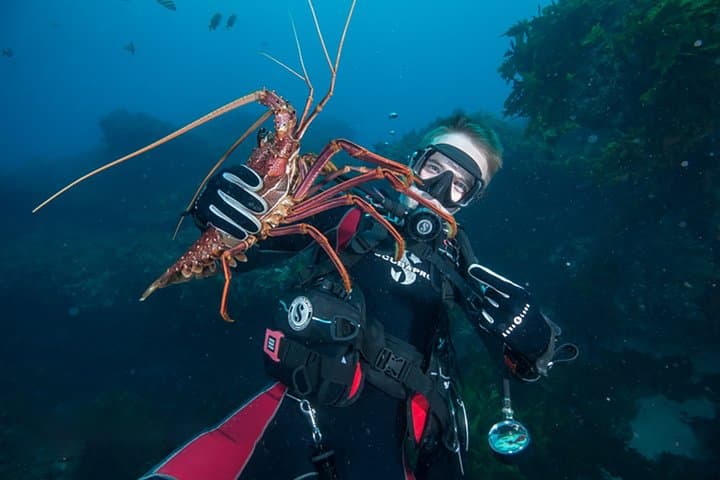 Rottnest Island Deep Dive: 30m Boat Dives from Fremantle