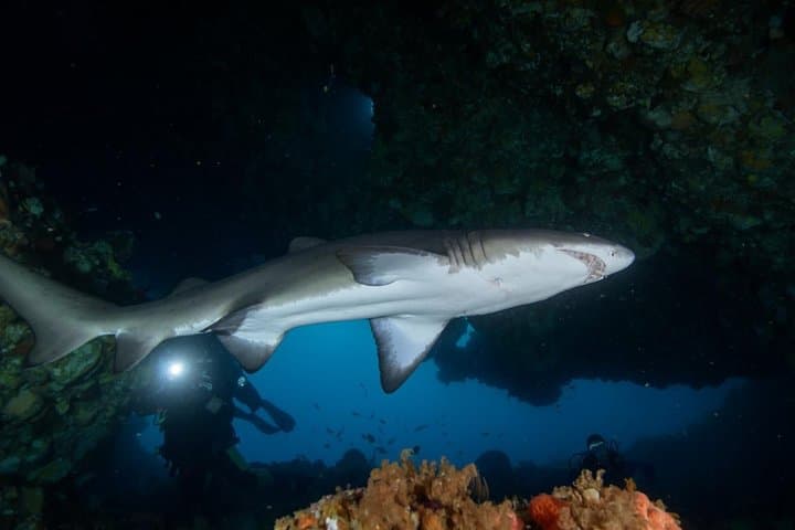 Rottnest Island Deep Dive: 30m Boat Dives from Fremantle photo 2