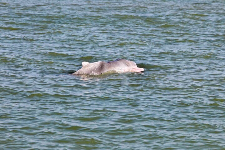 Kalpitiya Dolphin Watching Boat Tour: Spot Spinner Dolphins in Large Pods photo 2