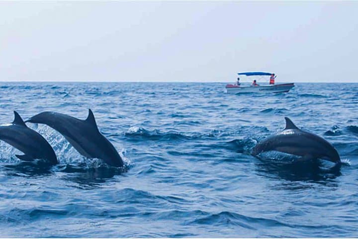 Kalpitiya Dolphin Watching Boat Tour: Spot Spinner Dolphins in Large Pods photo 3