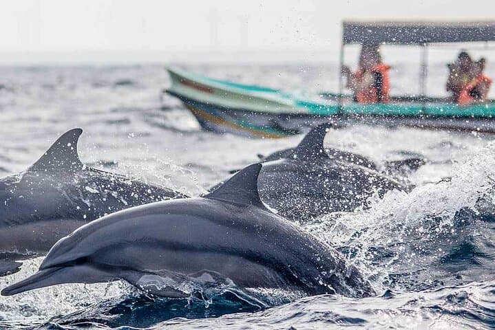 Kalpitiya Dolphin Watching Boat Tour: Spot Spinner Dolphins in Large Pods