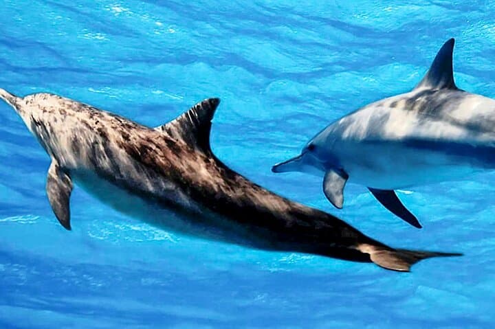 Kalpitiya Dolphin Watching Boat Tour: Spot Spinner Dolphins in Large Pods photo 4