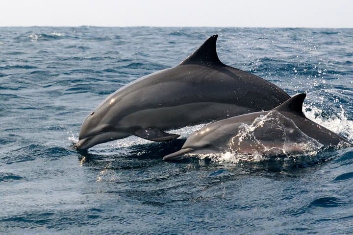 Kalpitiya Dolphin Watching Boat Tour: Spot Spinner Dolphins in Large Pods photo 5