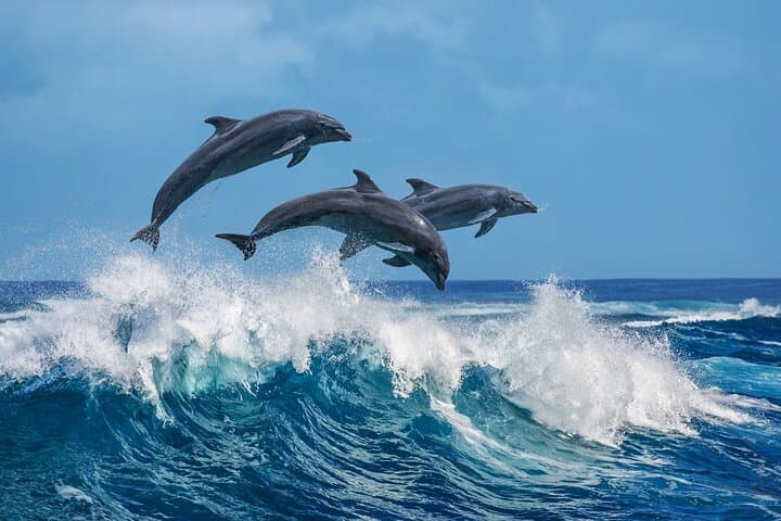 Kalpitiya Dolphin Watching Boat Tour: Spot Spinner Dolphins in Large Pods photo 6