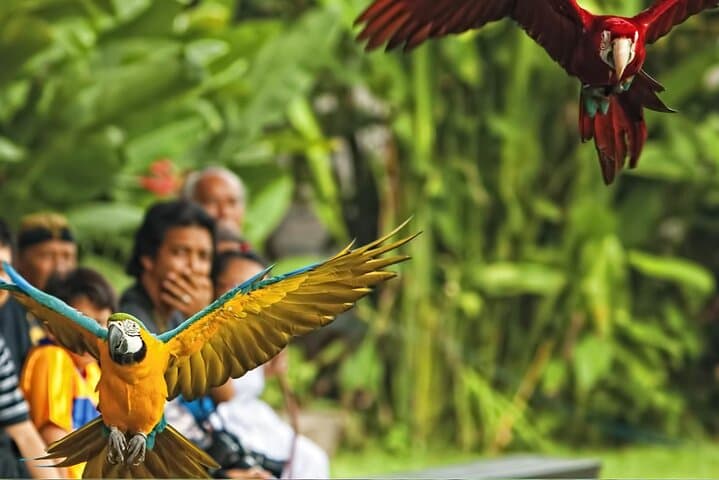 Bali Bird Park Entry: Walk Among 1,000 Birds Near Ubud photo 3