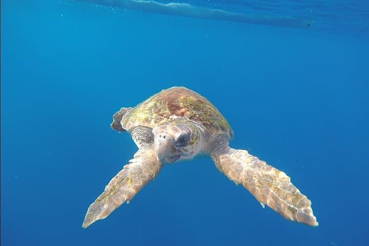 Tenerife Kayak Adventure: Paddle with Dolphins & Sea Turtles photo 2