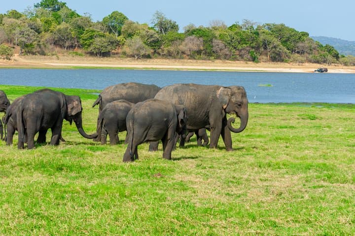 Minneriya National Park Safari from Kandy: Evening Elephant Jeep Tour & Wildlife Viewing photo 6