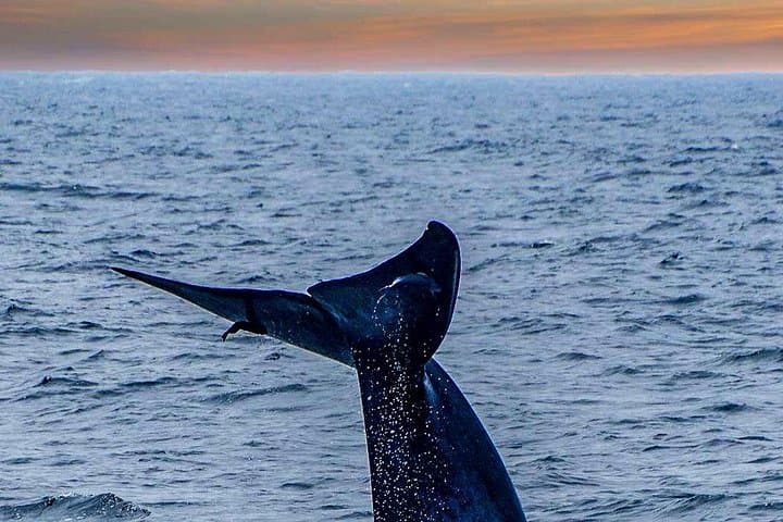 Kalpitiya Whale Watching Private Boat — Blue, Bryde’s & Sperm Whales Close to Shore photo 2