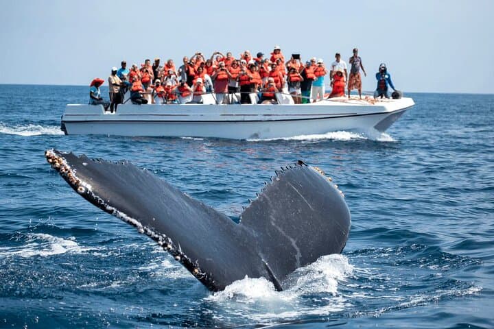 Kalpitiya Whale Watching Private Boat — Blue, Bryde’s & Sperm Whales Close to Shore photo 3