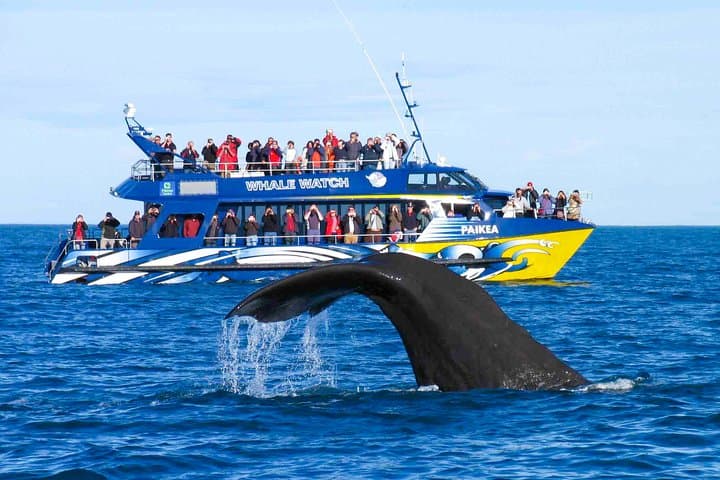 Kalpitiya Whale Watching Private Boat — Blue, Bryde’s & Sperm Whales Close to Shore