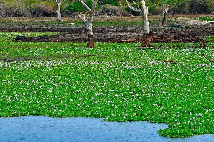 Birdwatching Trek to Anawilundawa Sanctuary from Kalpitiya photo 2