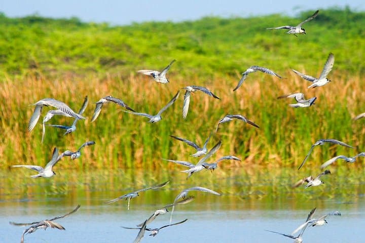 Birdwatching Trek to Anawilundawa Sanctuary from Kalpitiya photo 3