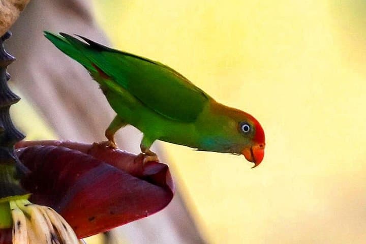 Birdwatching Trek to Anawilundawa Sanctuary from Kalpitiya photo 4