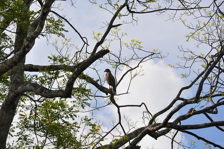 Birdwatching Trek to Anawilundawa Sanctuary from Kalpitiya photo 1