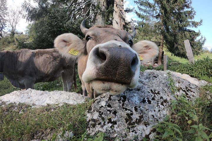 Sonnenberg Walk & Swiss Cheese Tasting: Lucerne Farm Tour