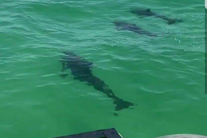 Destin Hydrojet Dolphin Cruise: Private 1-Hour Dolphin Watching & Crab Island Loop photo 2
