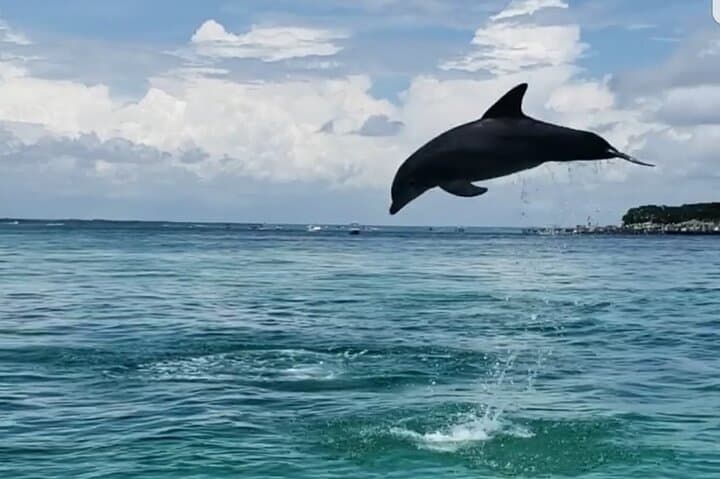 Destin Hydrojet Dolphin Cruise: Private 1-Hour Dolphin Watching & Crab Island Loop photo 3