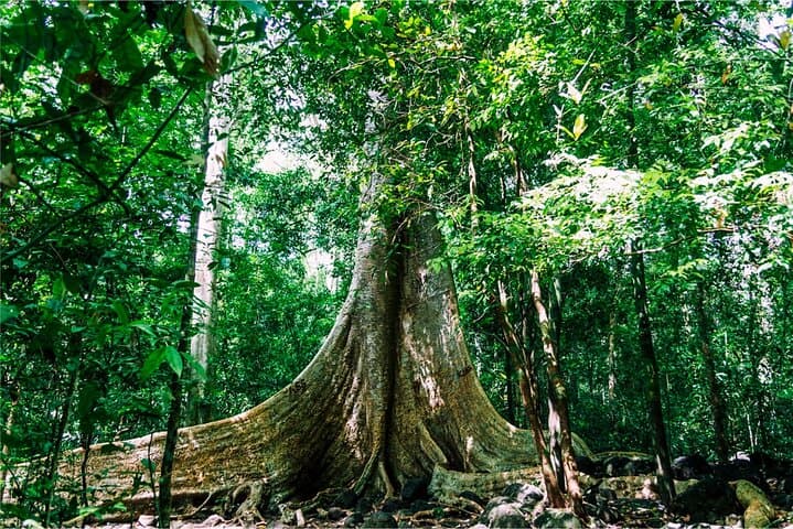 Nam Cat Tien 2-Day Jungle Adventure: Crocodile Swamp, Fairy Island & Night Wildlife photo 2