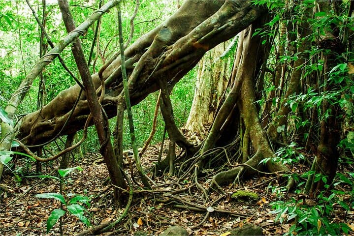 Nam Cat Tien 2-Day Jungle Adventure: Crocodile Swamp, Fairy Island & Night Wildlife photo 4