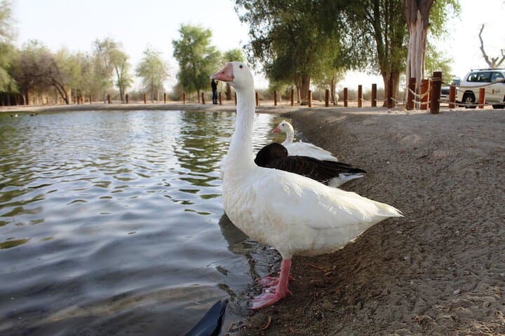 Sunset 4x4 Desert Drive & Wildlife Viewing at Al Qudra, Dubai photo 4