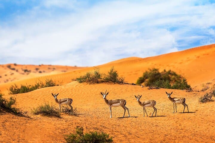 Sunset 4x4 Desert Drive & Wildlife Viewing at Al Qudra, Dubai photo 2