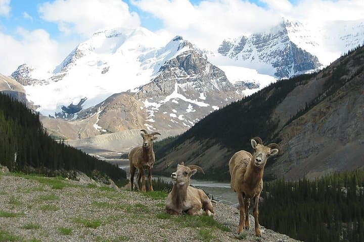 Canmore Rocky Mountains Private Photo Safari — 4-Hour Majestic Mountain Drive photo 1