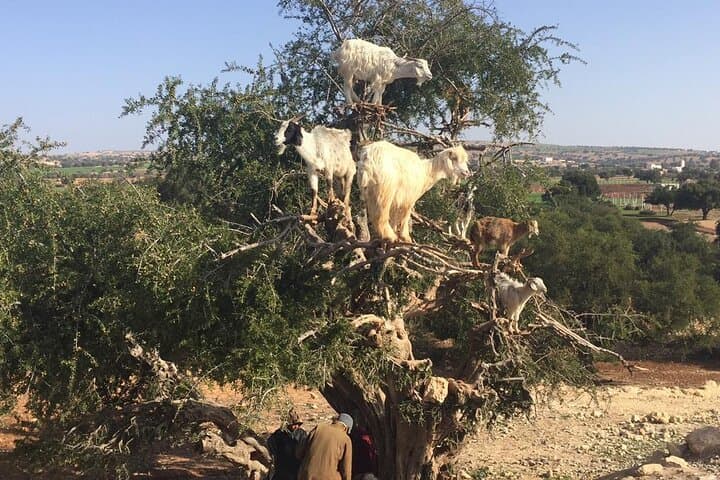 Essaouira Day Trip from Marrakech — Beach Horseback, Camel & ATV Adventures photo 2