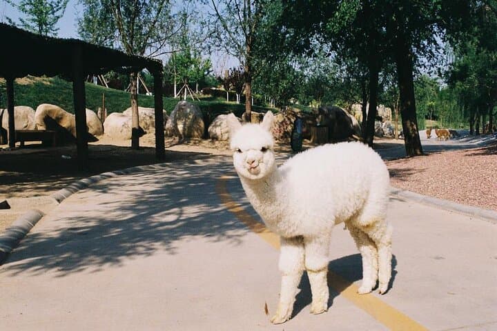 Private Self-Drive Safari at Beijing Wildlife Park — Day Trip from Beijing photo 1
