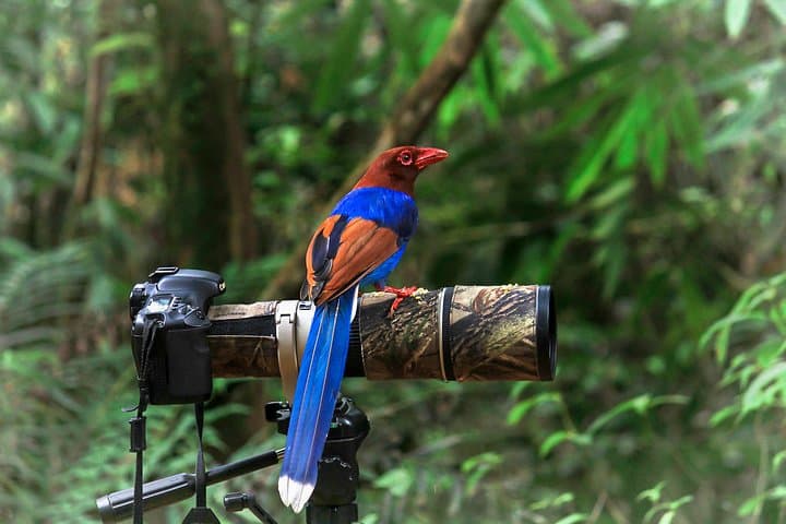 Sinharaja Rainforest Birdwatching Day Hike — Endemic Birds & Elusive Wildlife