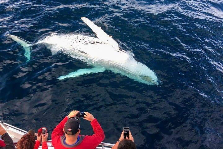 Whale Watching from Galle to Mirissa — Shared Boat Blue Whale & Dolphin Tour photo 2