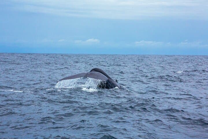 Whale Watching from Galle to Mirissa — Shared Boat Blue Whale & Dolphin Tour photo 3